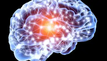 Représentation numérique d'un cerveau vu de profil